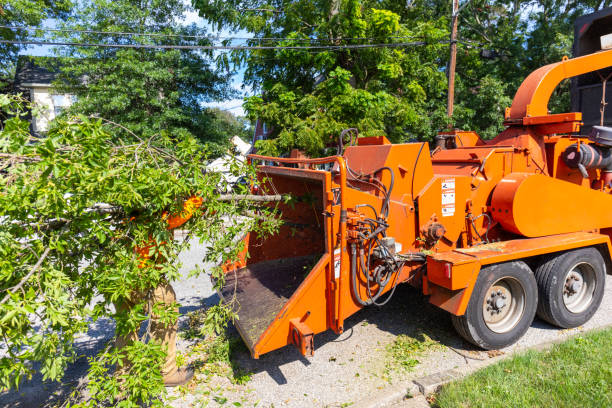 Tree Removal for Businesses in Oglethorpe, GA